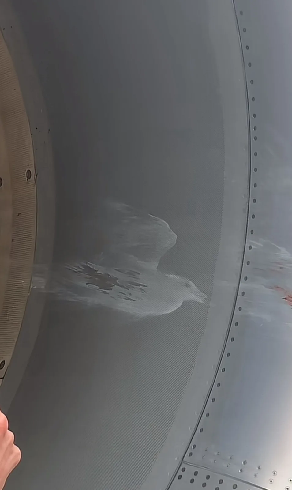 A blurry white bird is captured mid-flight inside the intake of a jet engine, with visible metal rivets and the engine's…