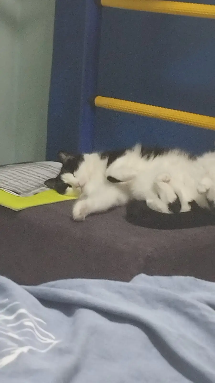 A black and white cat is curled up and sleeping soundly on a dark surface next to a yellow notebook and a striped pillow…