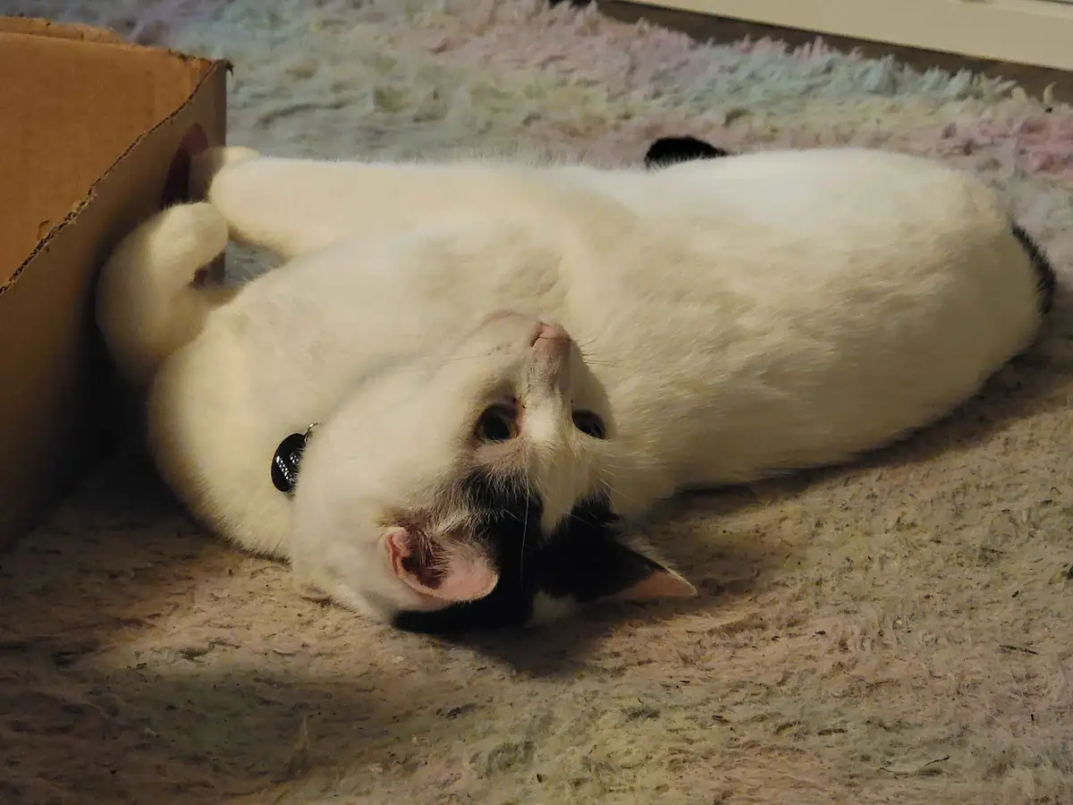A white and black cat lies on its back on a shaggy rug next to a cardboard box, looking up with wide eyes. The cat wears a…