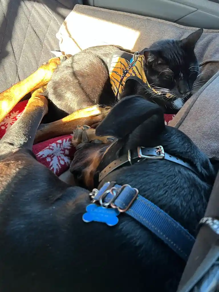 A black cat wearing a tiger-print harness sleeps peacefully on a red blanket inside a car, nestled against a black and tan…