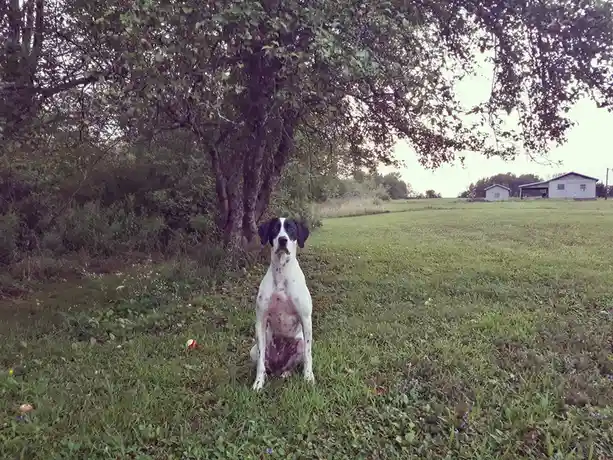 A black-and-white spotted dog sits upright in a grassy field under a large tree, looking directly at the camera with a…