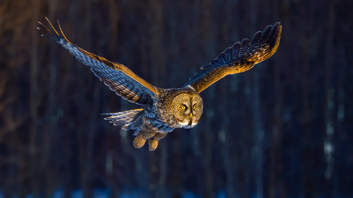This great grey owl appears bulky, but its thick feathers create a fluffy bluff, hiding its slender body. Despite being the…