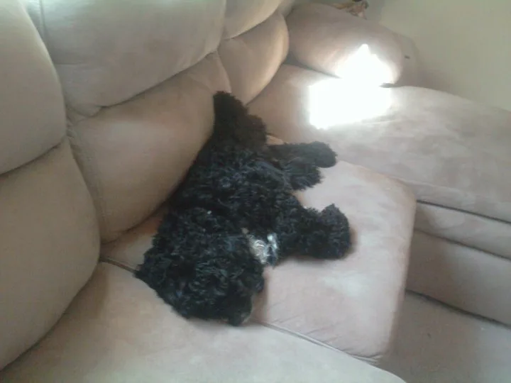 A black, curly-haired dog is sprawled out on its back on a beige couch, appearing very relaxed or asleep. The dog's legs are…