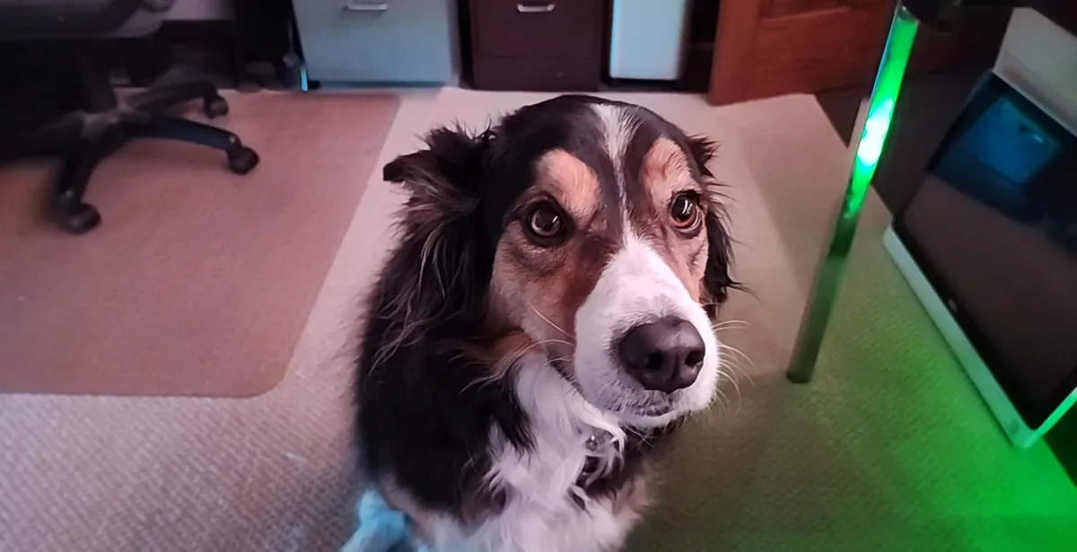 A close-up photo of a black, white, and tan dog with large, expressive eyes looking up at the camera from a carpeted floor…