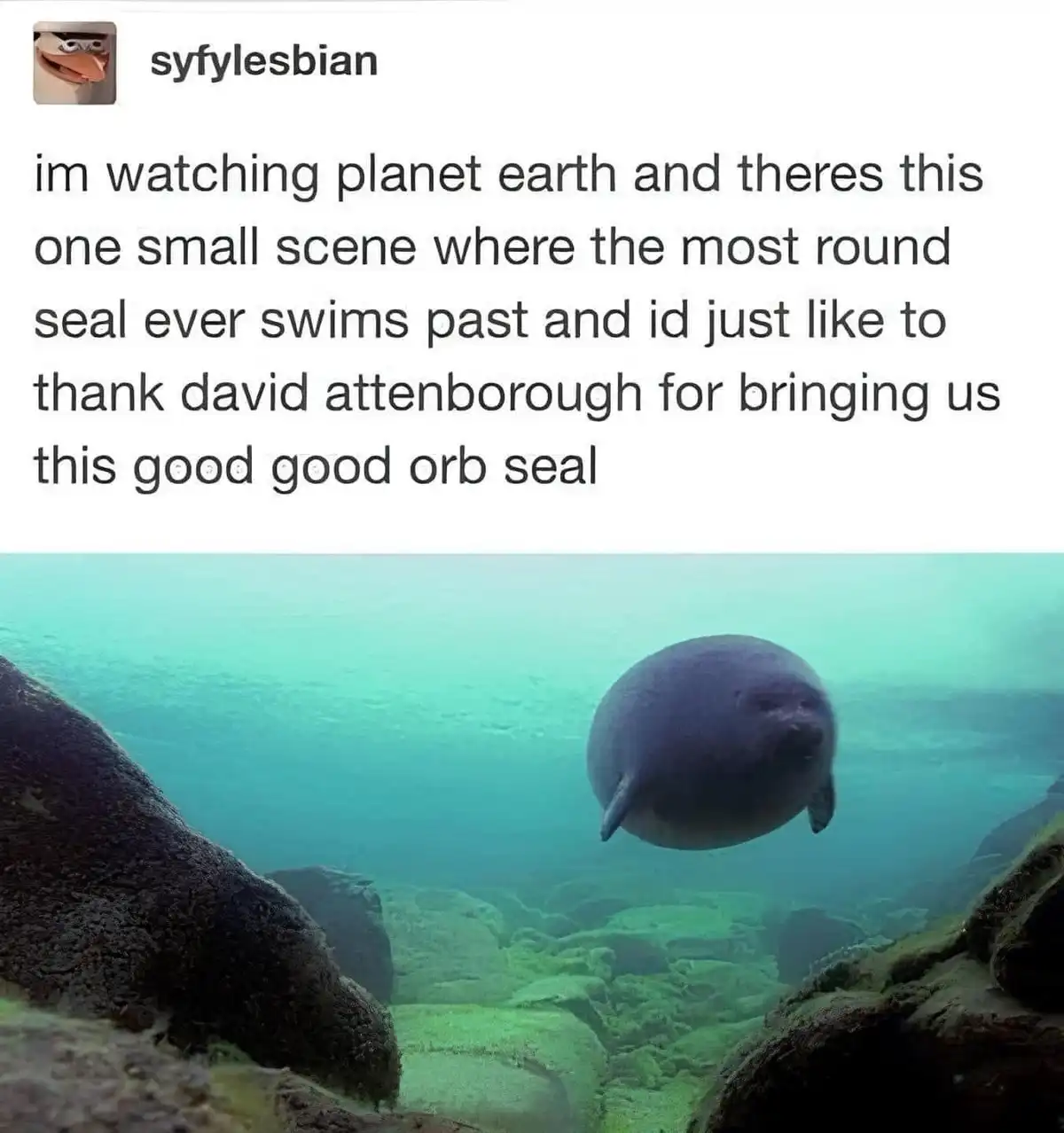 An underwater photo shows a very round, spherical seal swimming between mossy rocks in turquoise water. Overlaid text reads…