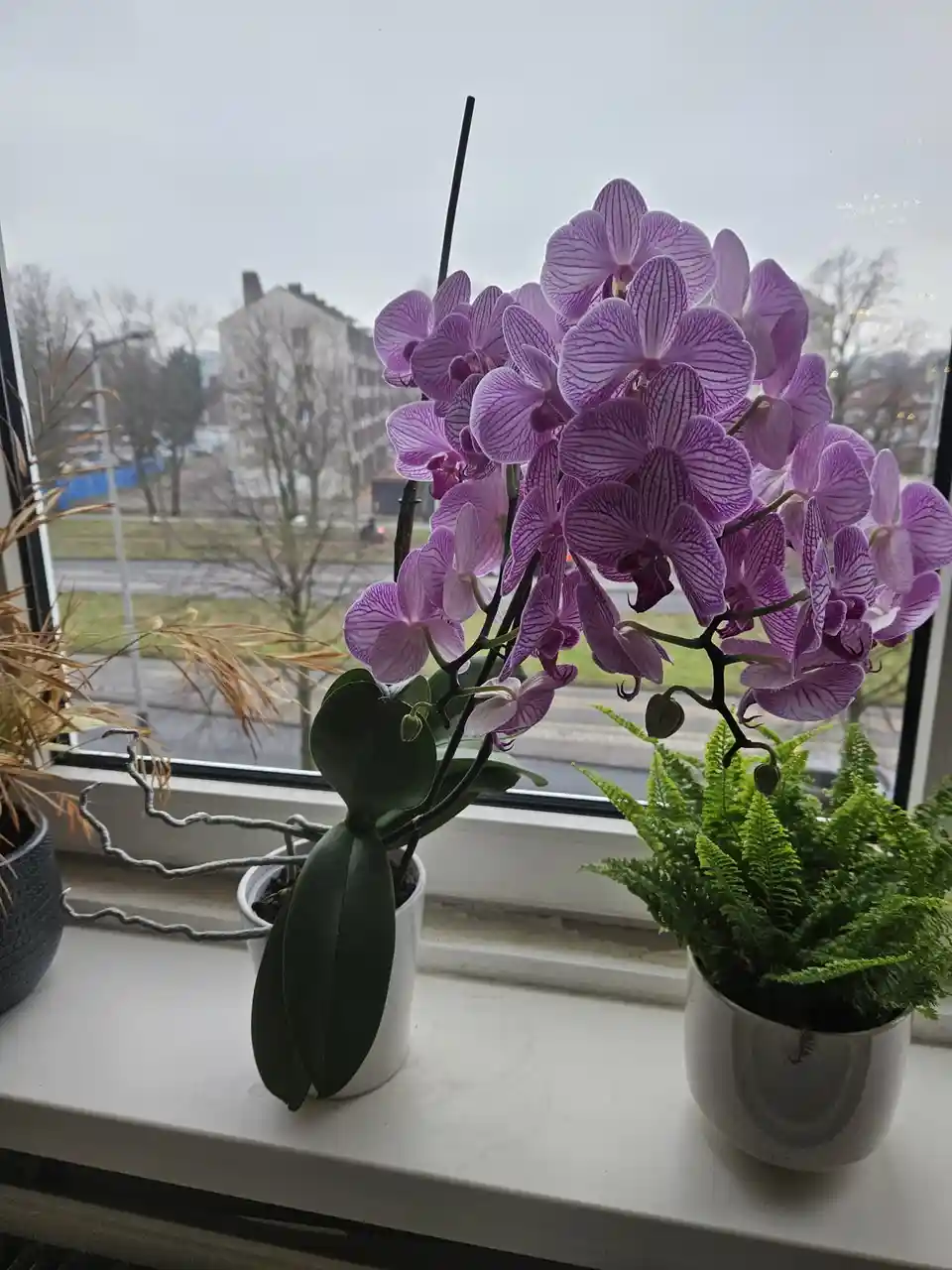 A vibrant purple orchid with many open flowers sits in a white pot on a windowsill, next to a green fern in a speckled pot…