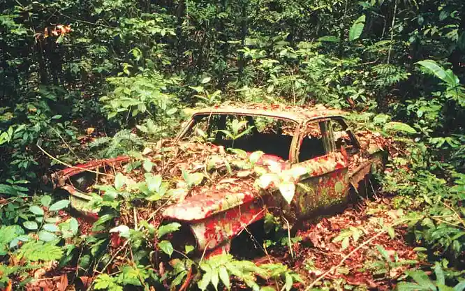 a rusted, red car is completely overgrown with green foliage and vines in a dense jungle, with leaves and branches covering…