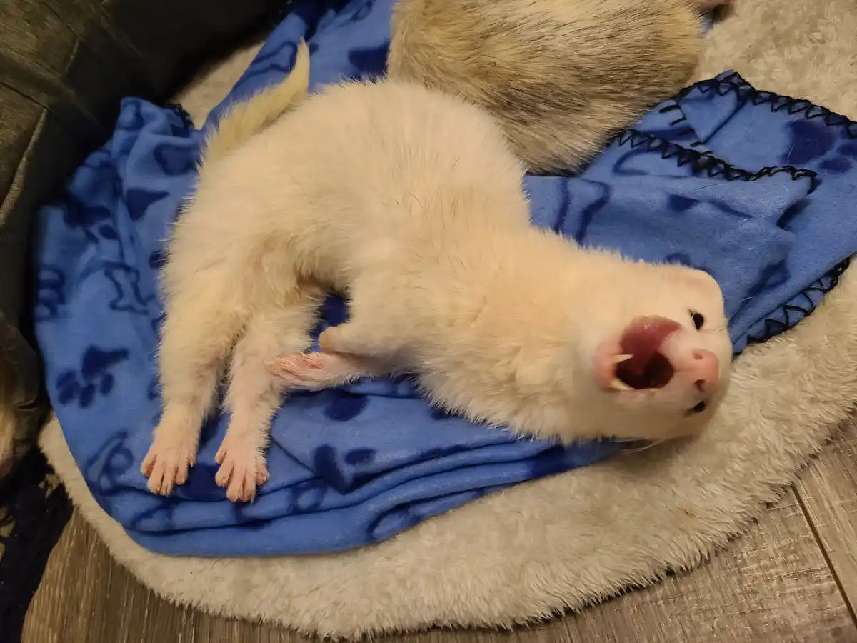 A white ferret lies on its back on a blue blanket with paw prints, mouth wide open in a yawn or vocalization, revealing its…