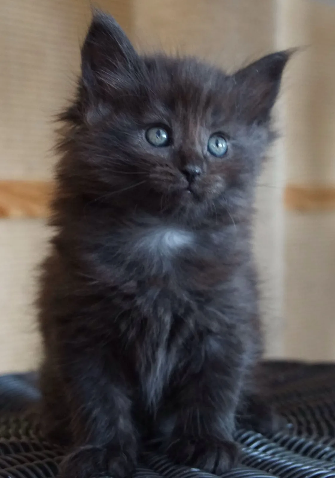 A fluffy, dark gray kitten with bright blue eyes sits upright on a dark woven surface, looking directly at the camera with…