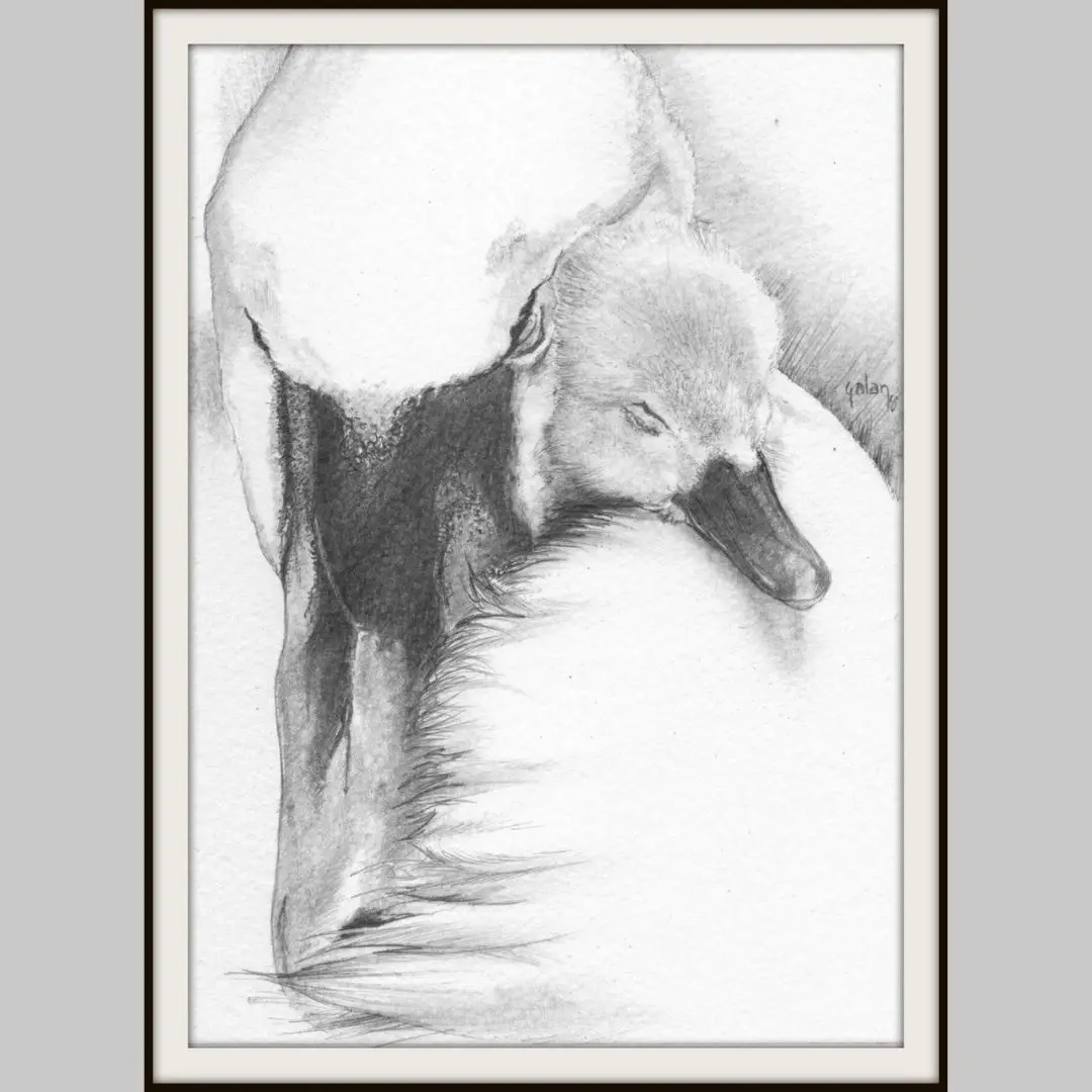 A pencil sketch of a duckling sleeping peacefully with its head nestled against the fluffy body of a larger bird, possibly…