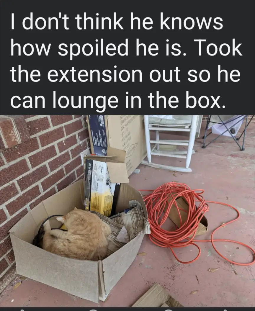A fluffy orange cat is curled up sleeping inside a cardboard box that contains an extension cord and other items. Next to…