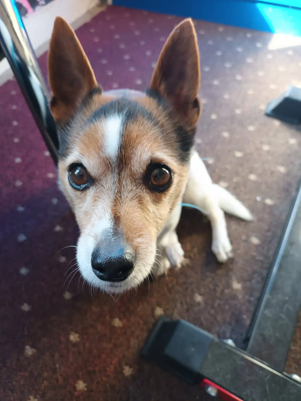 A close-up photo of a small dog with brown, black, and white fur looking up with large, pleading eyes from a carpeted floor…