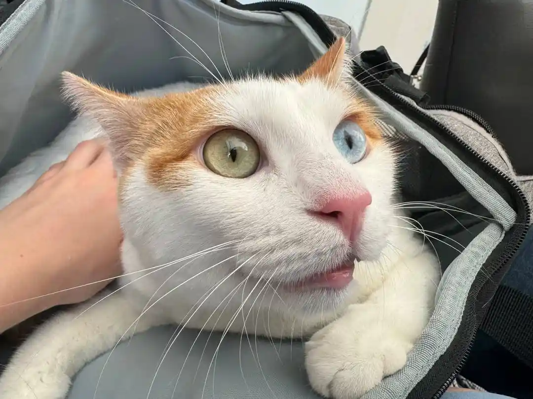 A white and orange cat with one green eye and one blue eye sits inside an open gray bag, looking up with a slightly open…