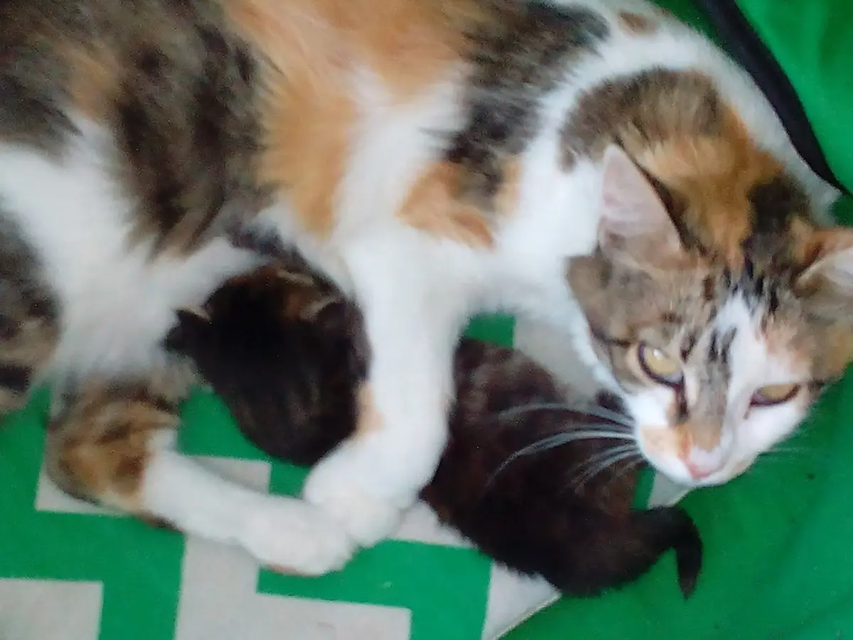 A calico cat lies on a green and white checkered blanket, looking weary and slightly annoyed, with two small dark kittens…