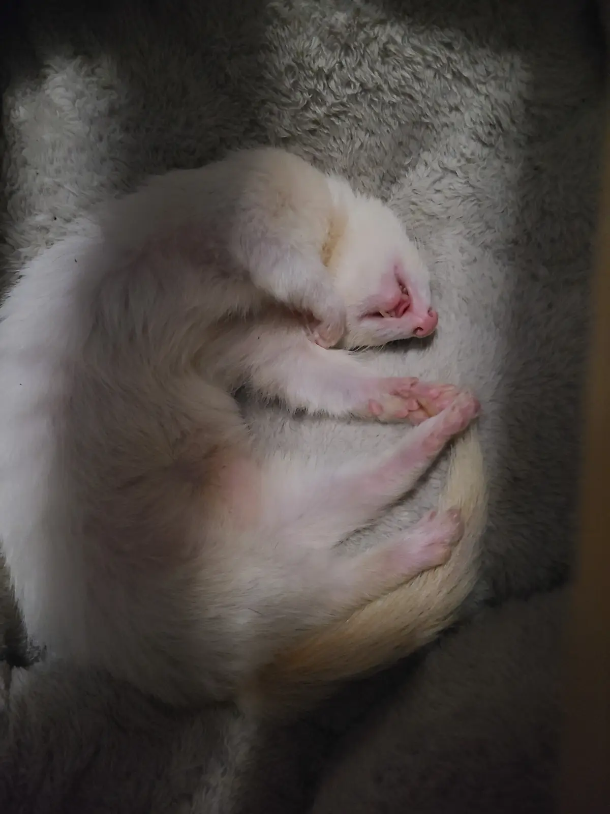 A small, white, fluffy animal, likely a ferret or similar creature, is curled up tightly in a ball while sleeping on a grey…