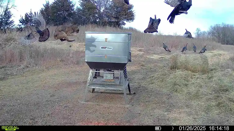 A still from a trail camera shows a metal turkey feeder in a field with several wild turkeys nearby. The image has been…