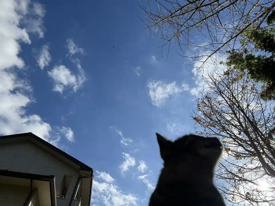 A low-angle shot shows the silhouette of a cat looking upward against a bright blue sky with scattered white clouds. Bare…