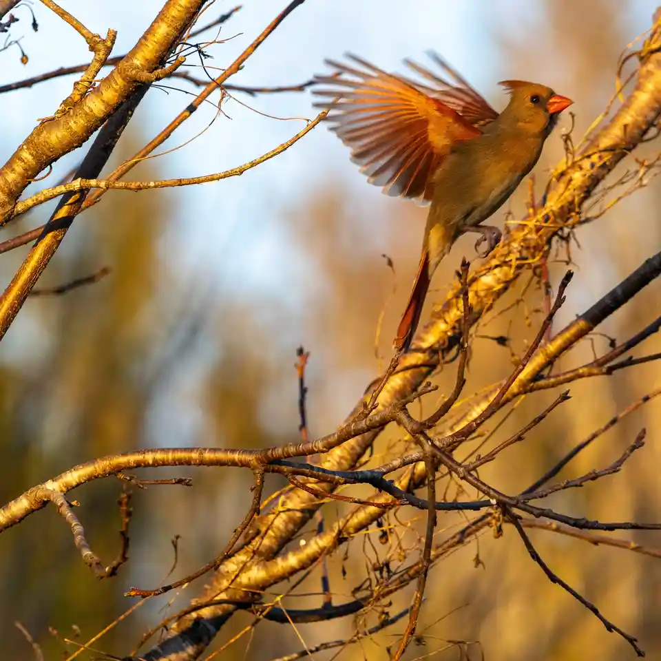 A female cardinal perched on a bare tree branch with wings slightly spread, illuminated by warm golden sunlight. The…