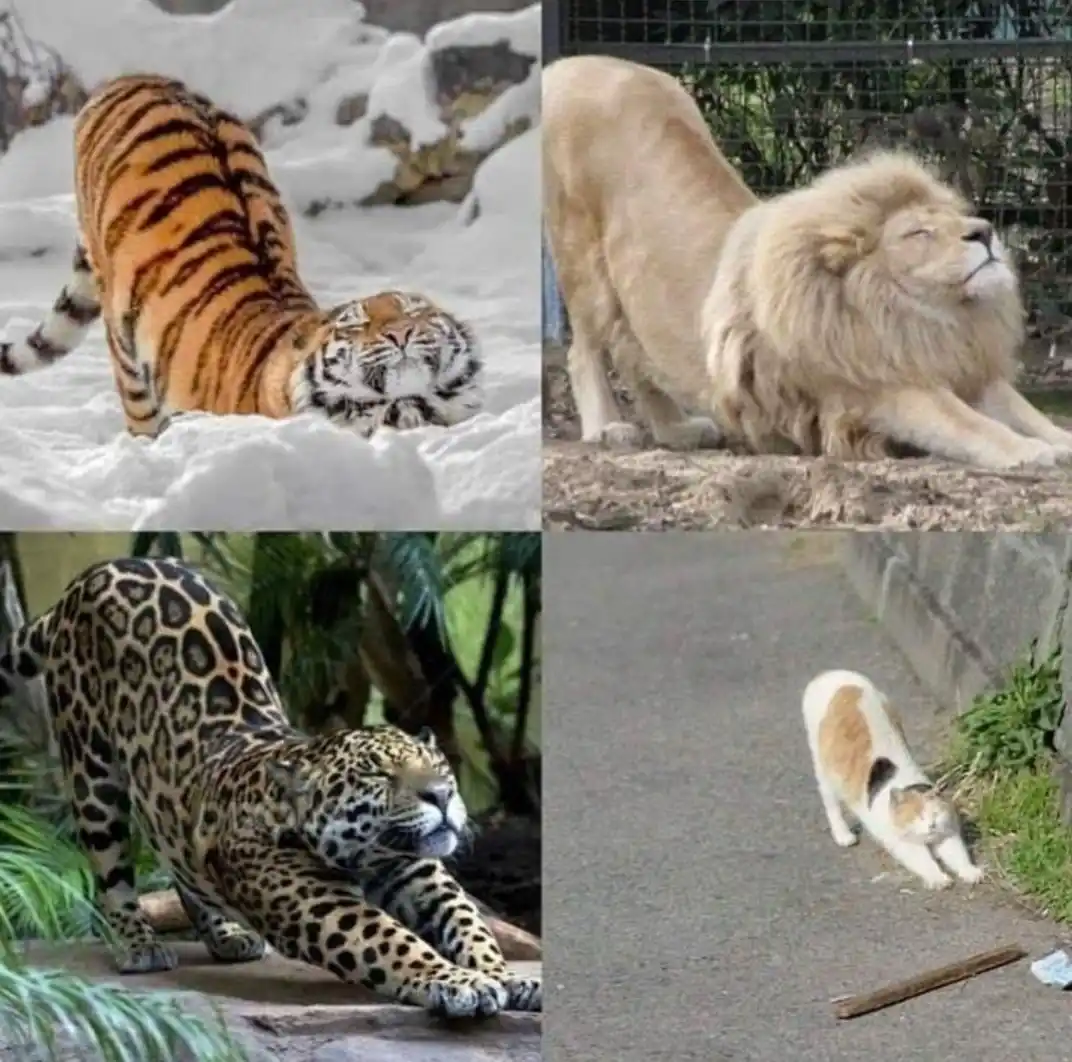 A four-panel image shows a tiger, a lion, a jaguar, and a house cat all stretching in similar poses, with the overlaid text…