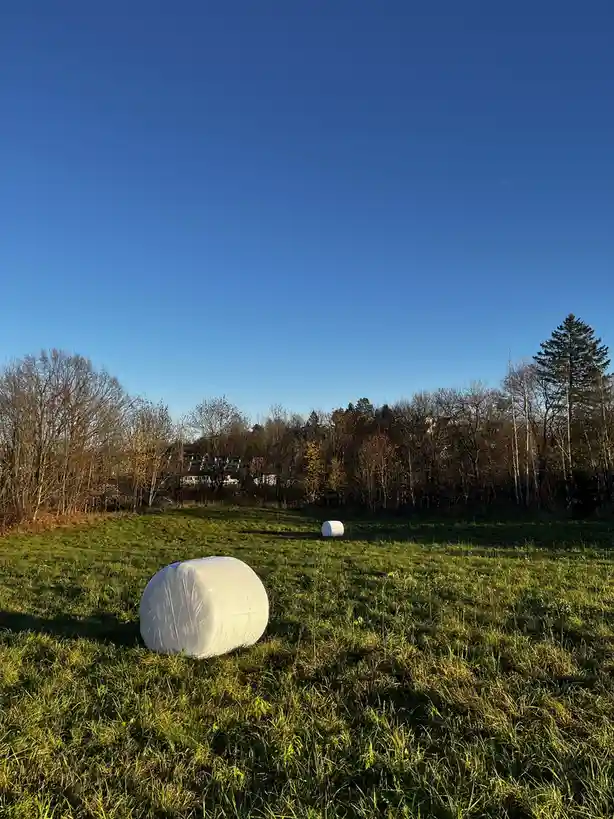 A field of green grass under a clear blue sky with two bales of hay wrapped in plastic. The bale in the foreground is…