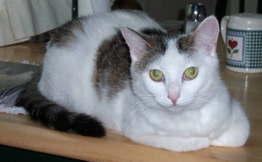 A white and gray cat with striking green eyes lies on a wooden surface, looking directly at the camera with an intense…