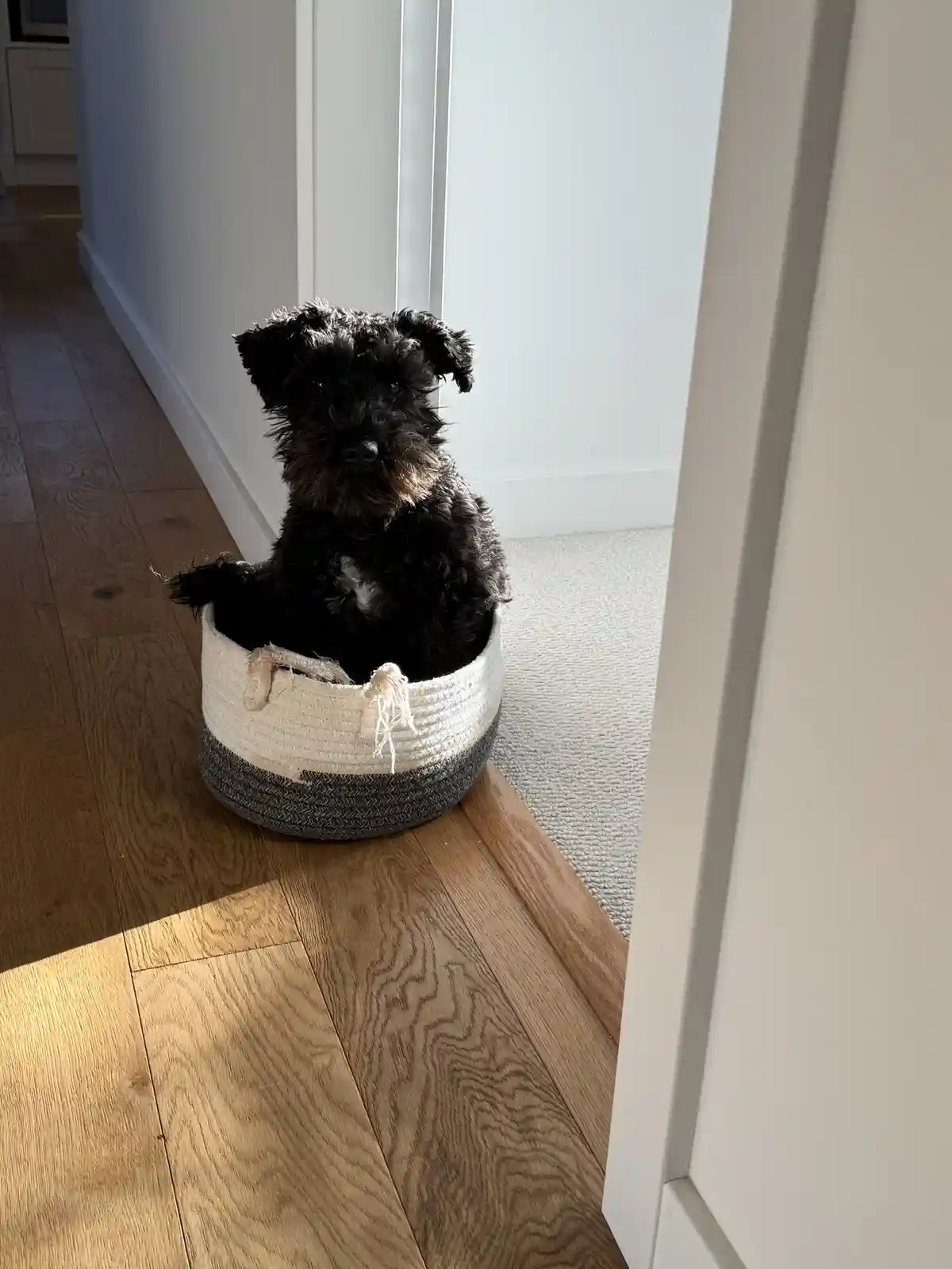 A small black dog with scruffy fur sits upright inside a round, woven basket that has a cream-colored top and a gray bottom…