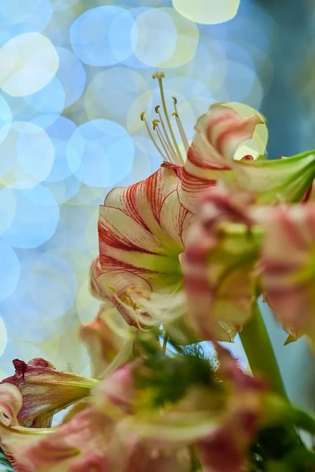 A close-up photograph of several amaryllis flowers with red and cream striped petals, some in focus and others blurred, set…