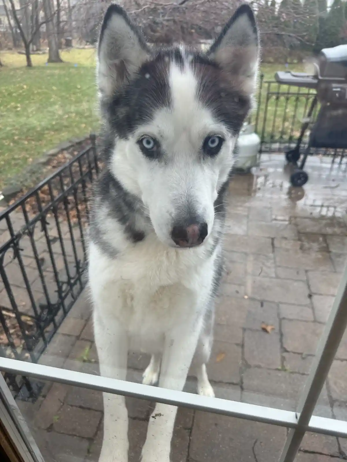 A husky with striking blue eyes and black-and-white fur stands on a wet stone patio outside a glass door, looking intently…