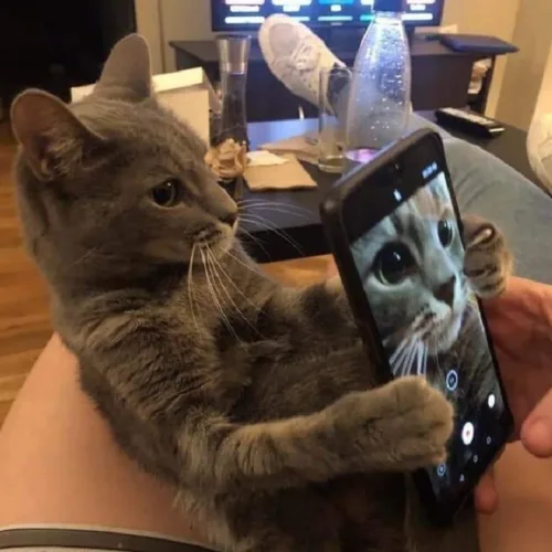 A gray cat sits on a person's lap, holding a smartphone with its paws to take a selfie. The phone's screen shows the cat's…