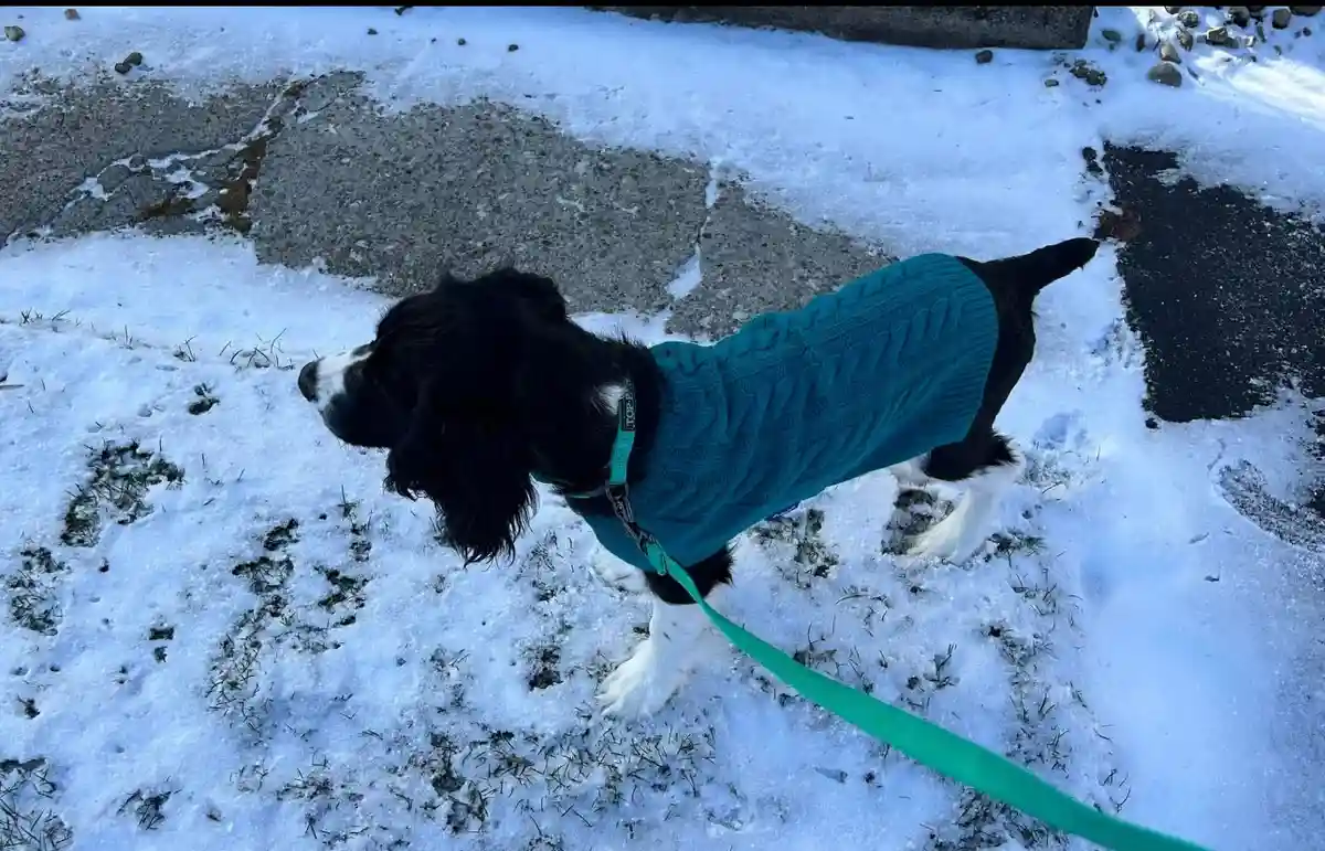 A black and white dog, likely a spaniel, stands in a snowy outdoor area wearing a teal cable-knit sweater and a matching…