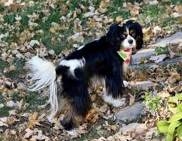 A black, white, and tan Cavalier King Charles Spaniel stands in a grassy area covered with fallen autumn leaves. The dog…