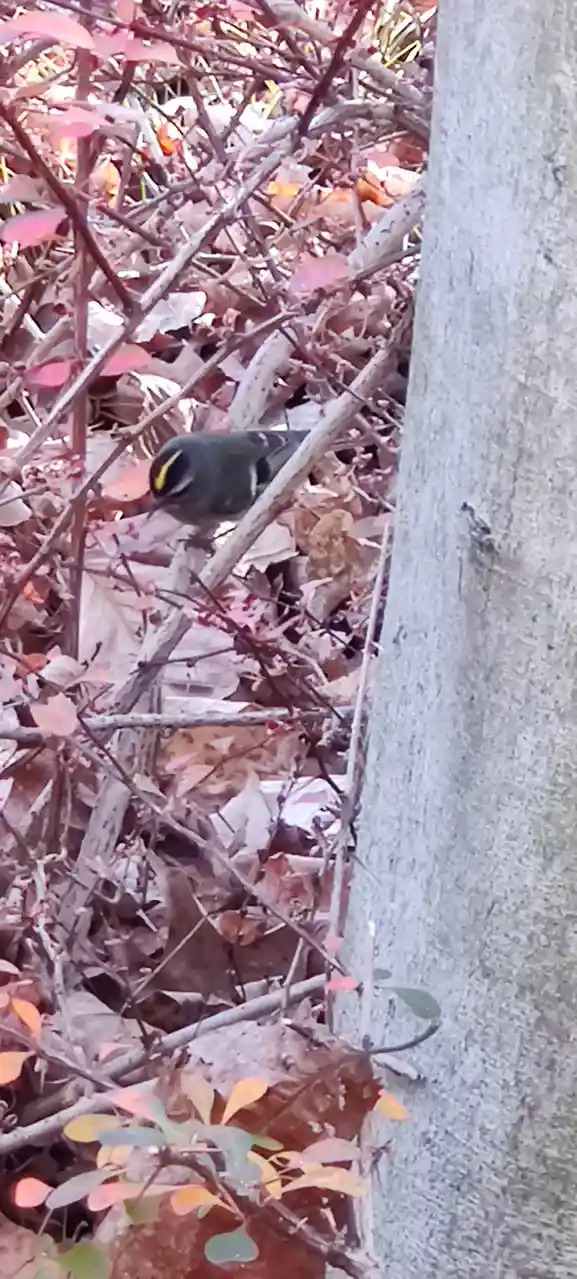 A small bird with a distinct yellow stripe above its eye perches among autumn-colored leaves and twigs, partially obscured…