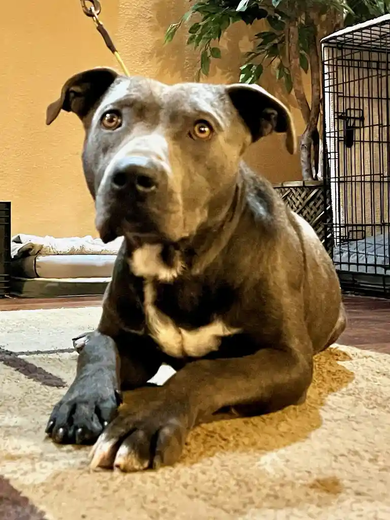 A large, muscular dog with a gray and white coat and amber eyes is lying down on a patterned rug indoors, looking directly…