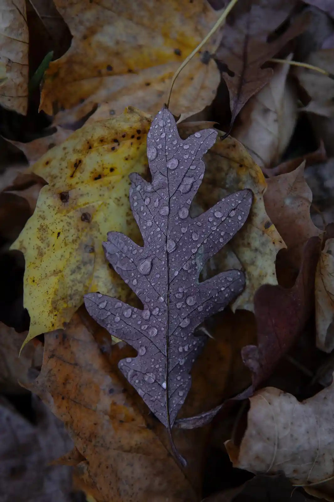 A Wet Leaf: Nature's Artwork