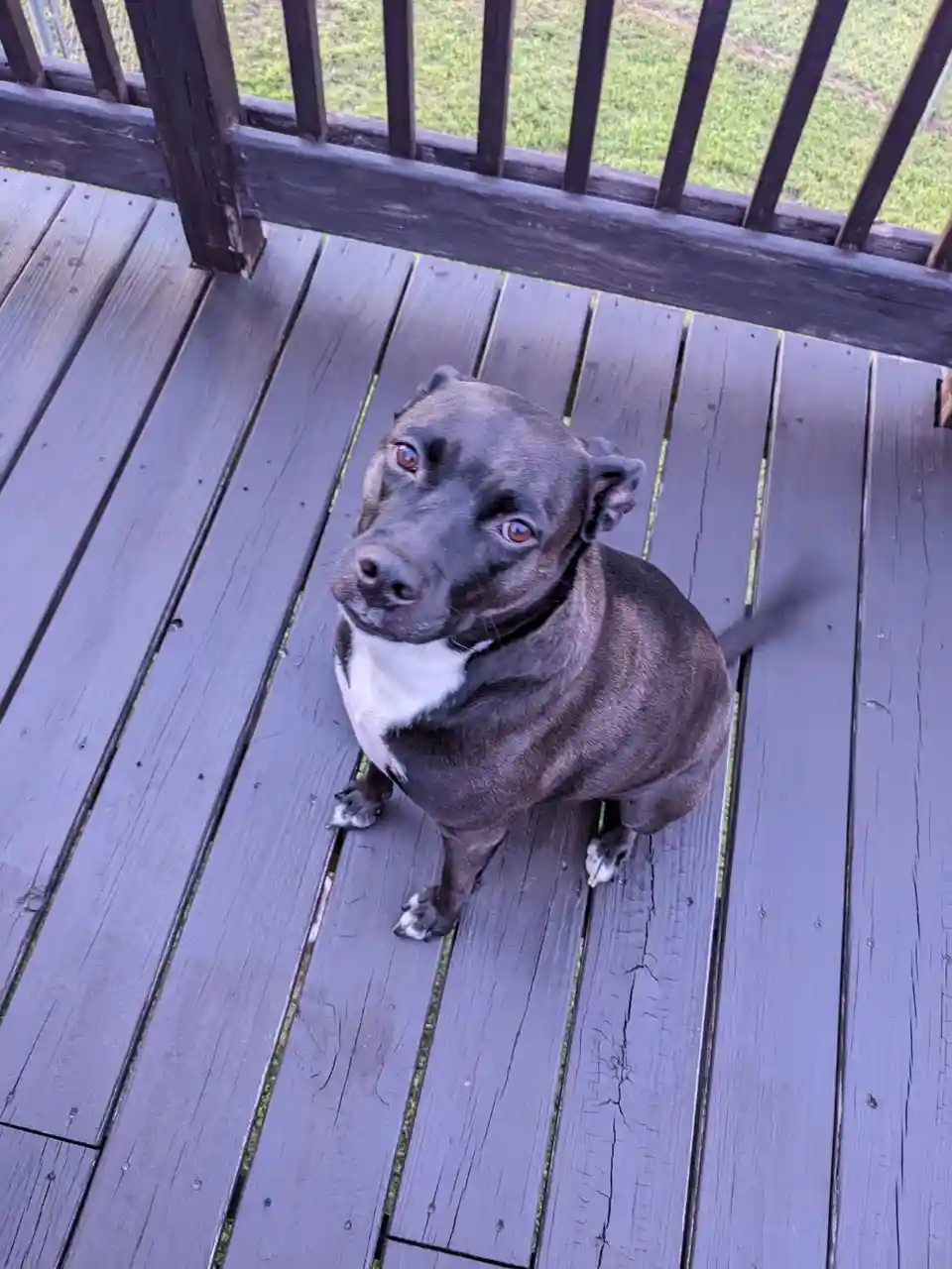 A black and white dog with striking amber eyes sits on a weathered wooden deck, looking up at the camera with an intense…