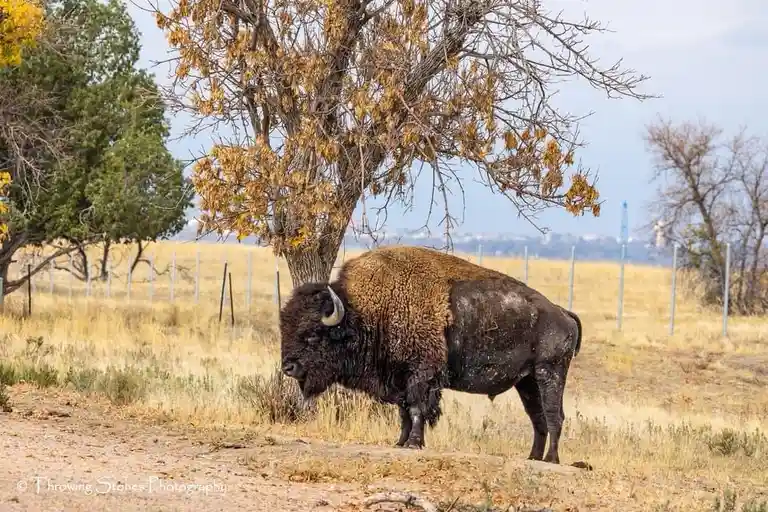 A large bison stands in a dry, grassy field under a tree with sparse, brown leaves. The bison is facing left, appearing calm…