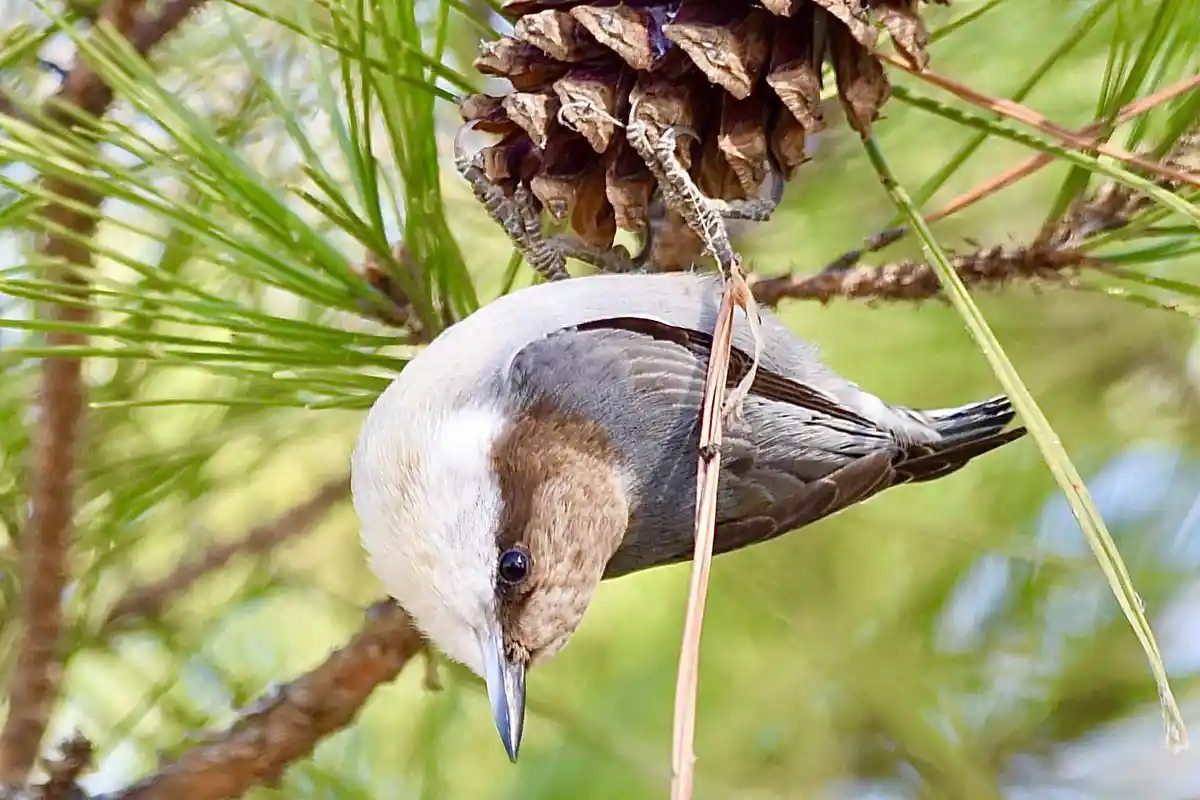 A small bird with gray and brown feathers is hanging upside down from a pinecone on a pine tree branch, looking directly at…