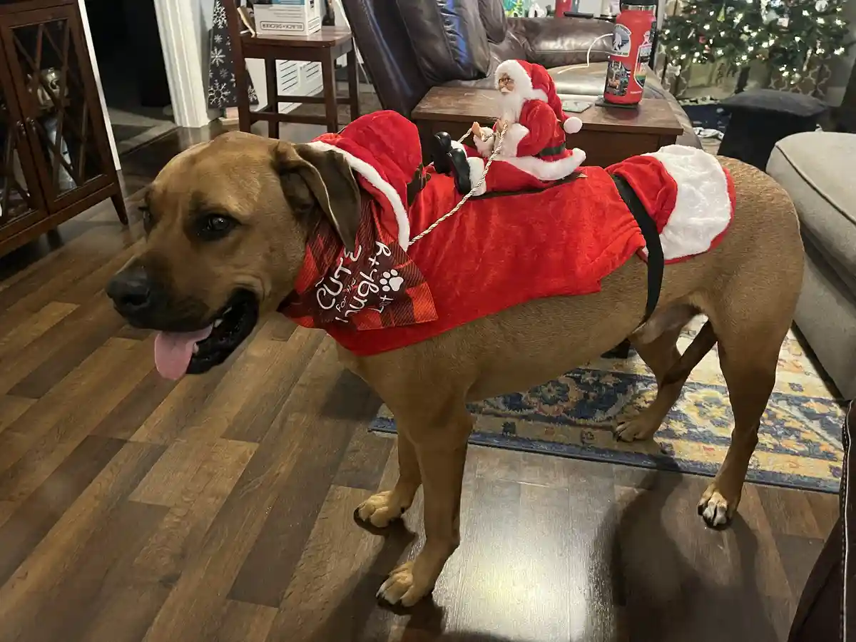 A brown dog stands indoors wearing a red Santa suit with white trim and a red plaid bandana that reads 'Cute for the…
