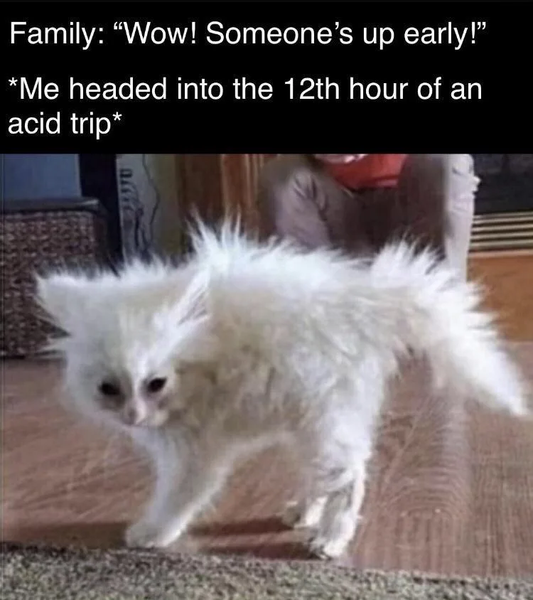 A fluffy white cat with disheveled fur and a dazed expression walks slowly across a wooden floor. The text above reads…