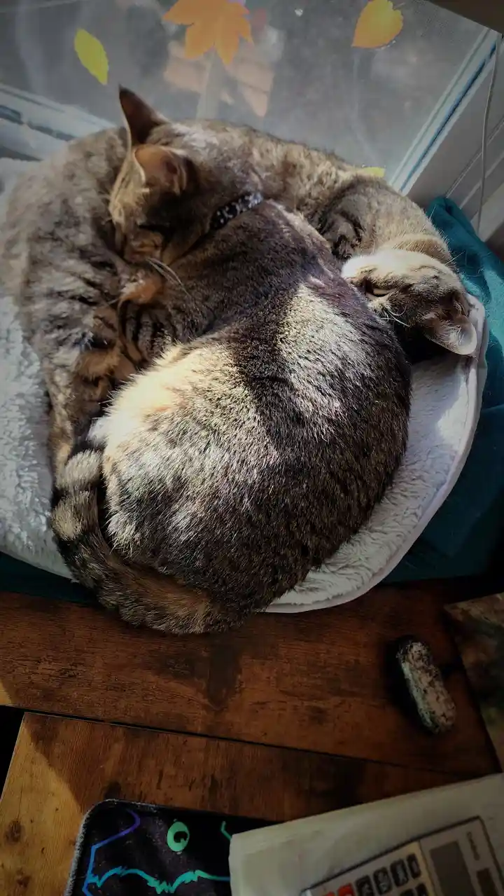 Two tabby cats are curled up and sleeping soundly together in a round, fluffy white pet bed placed on a wooden surface near…