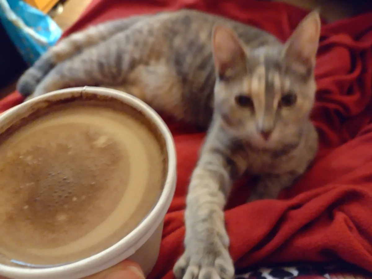 A close-up photo shows a tabby cat lying on a red blanket, looking directly at the camera with one paw extended toward a cup…