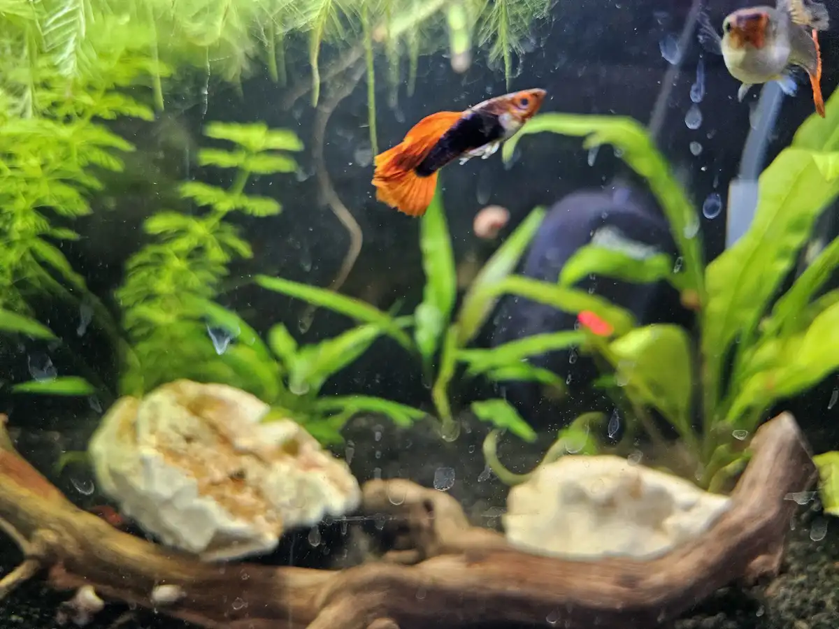 A vibrant orange and black guppy swims in a lush, green planted aquarium with driftwood and rocks, while another fish is…