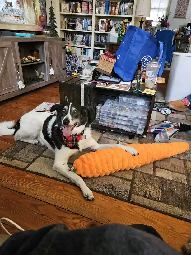 No selfies here, just adorable pets enjoying their Christmas gifts!