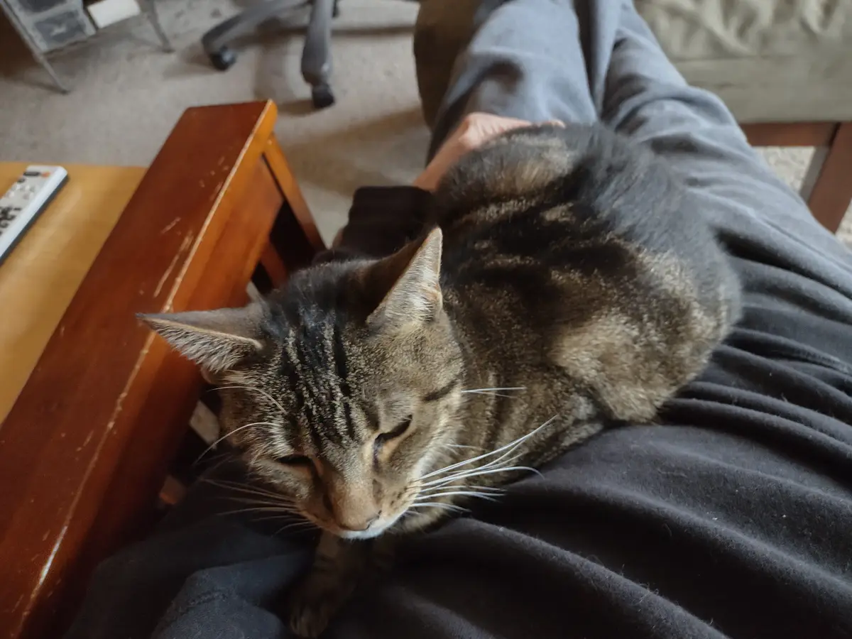 A tabby cat with dark stripes is curled up and sleeping soundly on a person's lap, who is wearing dark gray sweatpants. The…
