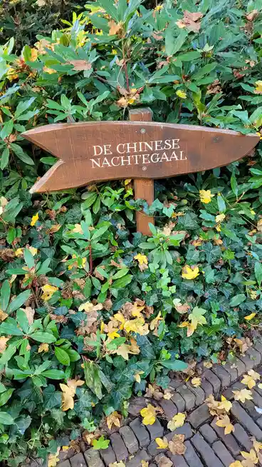 A wooden directional sign with white text reading 'DE CHINESE NACHTTEGAAL' is stuck in a dense patch of green ivy and other…