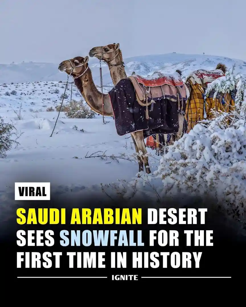 The image shows several camels standing in a snowy desert landscape, with snow covering the ground and bushes. The camels…