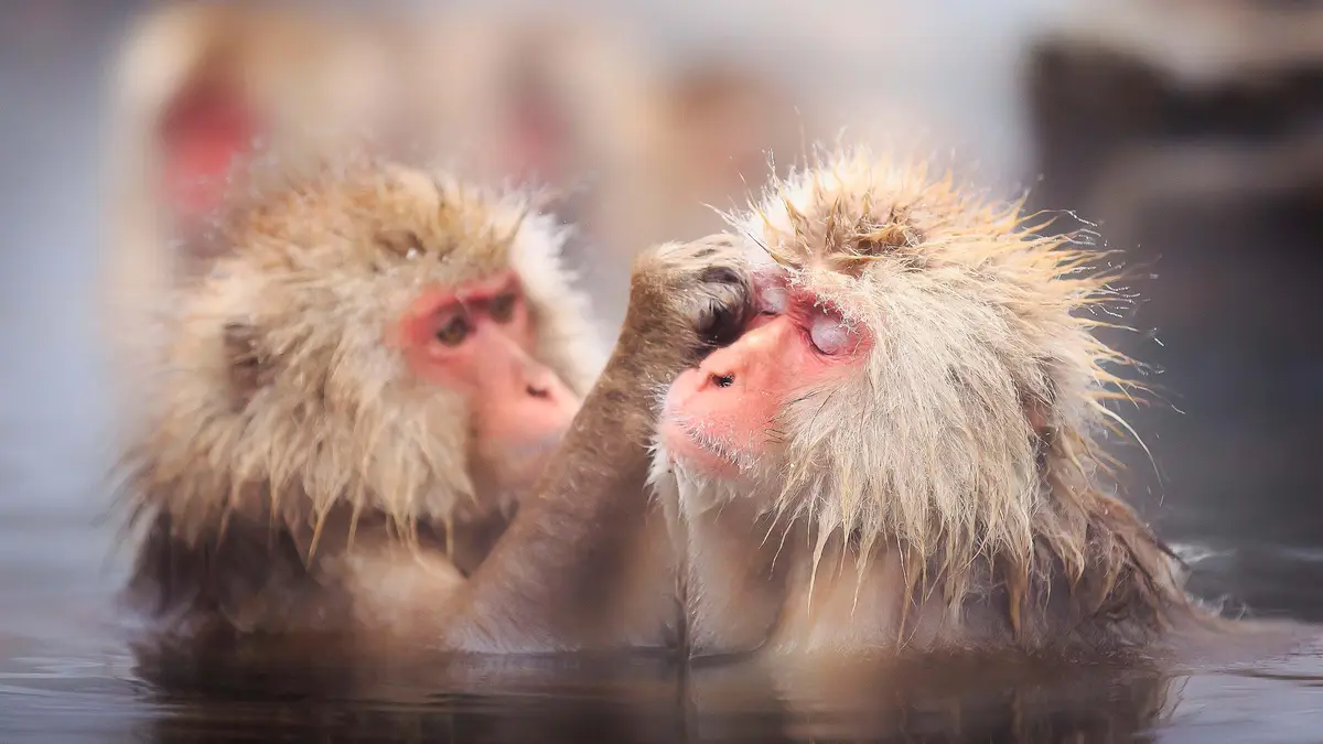Japanese macaques, also known as snow monkeys, venture into hot springs at Jigokudani Monkey Park to escape the snowy…