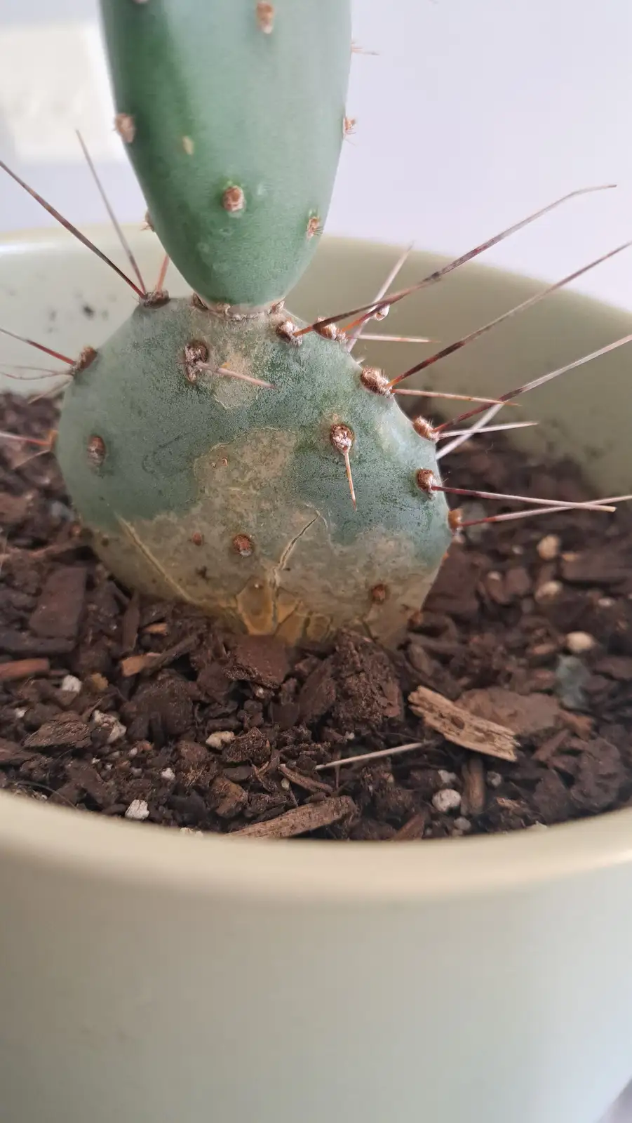 A close-up photo shows the lower, round segment of a prickly pear cactus in a light green pot, with visible brownish…