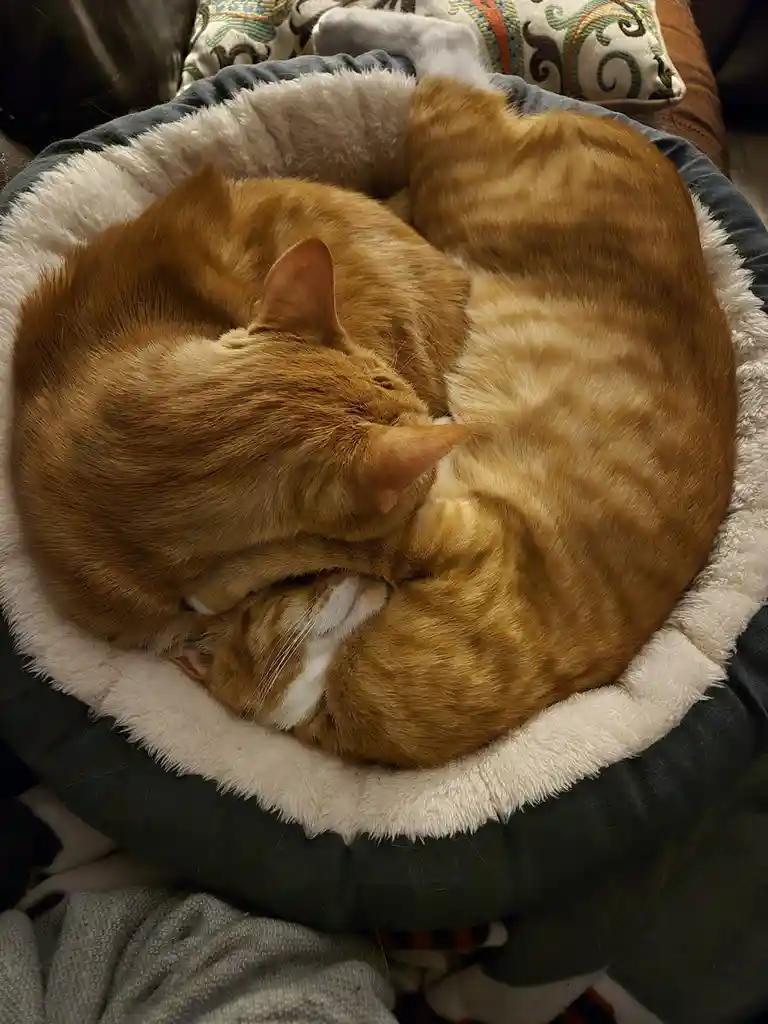An orange tabby cat is curled up tightly in a plush, circular pet bed, appearing to be asleep. The cat's body forms a…