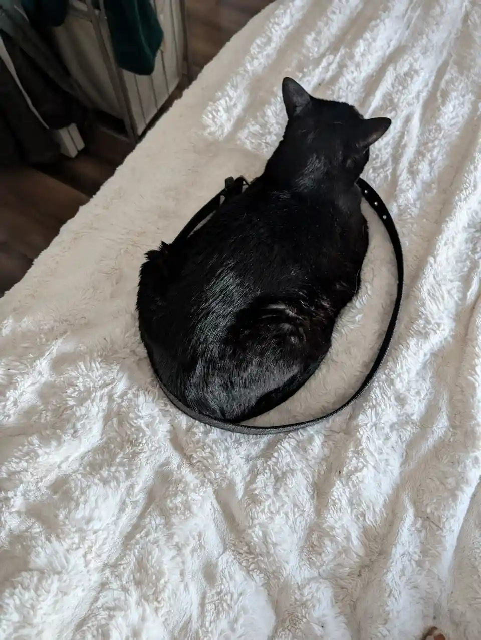 A black cat is curled up in a tight ball on a fluffy white blanket, perfectly fitting inside a black circular handbag that…